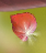 Bonus Rose Petal